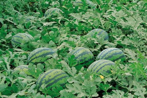 临夏吃瓜的黑料群,揭秘网络谣言背后的真相